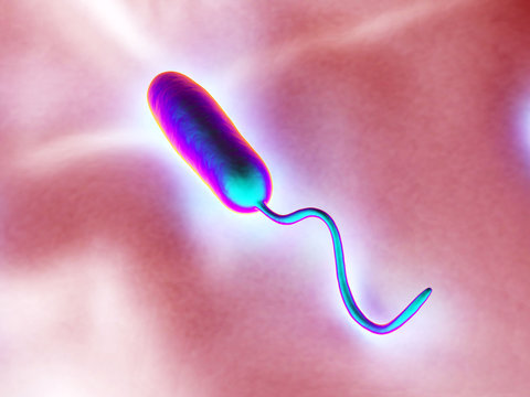 These Gram-negative Rod-shaped Bacteria Have A Single Polar Flag