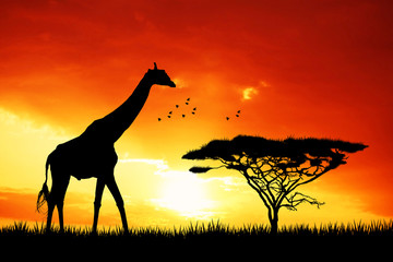 Fototapeta na wymiar giraffe in African landscape