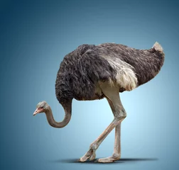 Deurstickers Struisvogel struisvogel