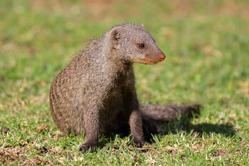 Banded mongoose