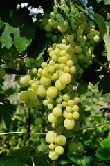 Growing branch of green grape in sunlight