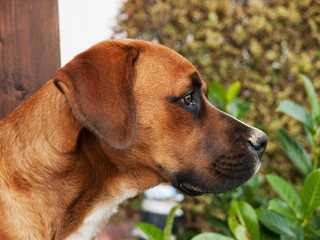 Portrait of young crossbreed dog
