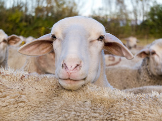 Naklejka premium Portrait de mouton