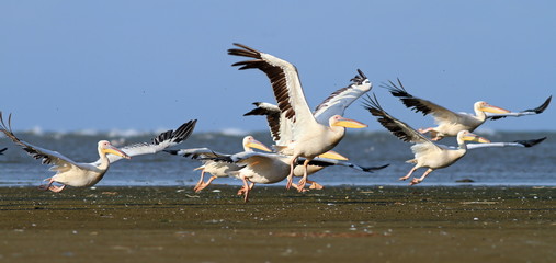 pelicans taking off from sea shore