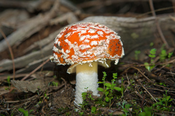 Fly Agaric Mushrooms