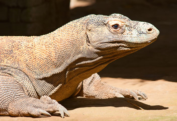 Komodo dragon