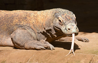 Fototapeta premium Komodo dragon