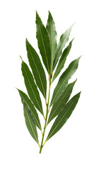 Fresh leaves of laurel