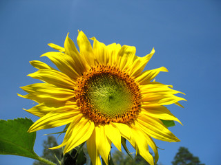 Fototapeta premium sunflower
