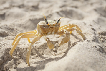 Crab in the Sun