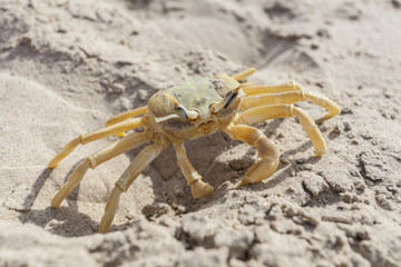 Crab in Sand