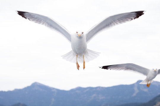  Flying seagulls