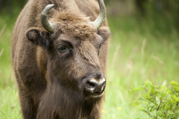 Fototapeta premium Bison (Wiesent)