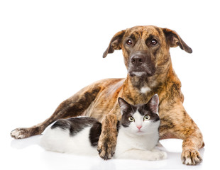 mixed breed dog hugging a cat. isolated on white background