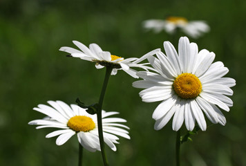 Fototapeta premium Camomile flowers in the sun