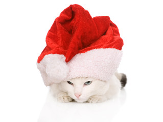 christmas cat in red Santa Claus cap isolated on a white 