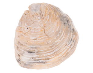 Muschel isoliert