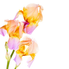 Flowers of a iris.