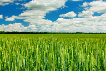 Wheat field and sky