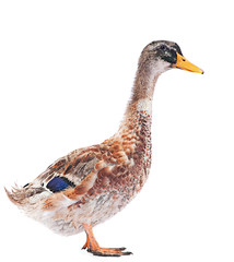 Wild duck