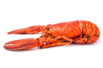 Red lobster isolated on white - obrazy, fototapety, plakaty
