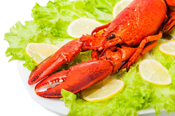 Cooked European common red lobster