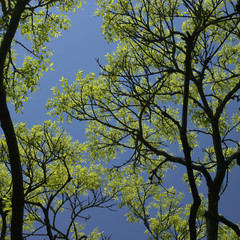 tree starting to grow leaves