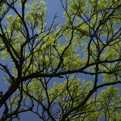tree starting to grow leaves