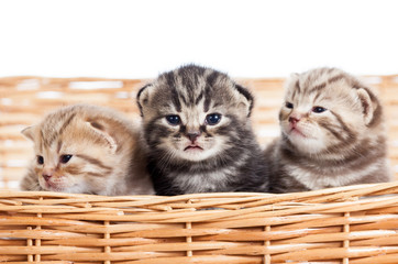 Fototapeta na wymiar małe koty kocięta w wiklinowym koszu