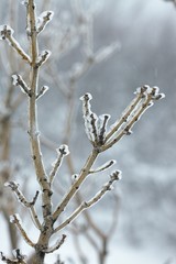 Icy Branches