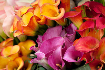 Bouquet of multicolored calla lilies. Close-up.
