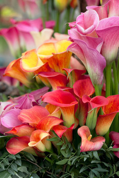 Bouquet of multicolored calla lilies. Close-up.