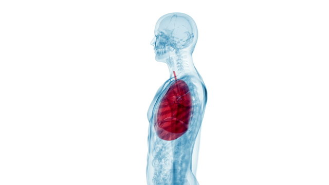Animation showing the human lung