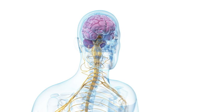 Animation showing the human brain