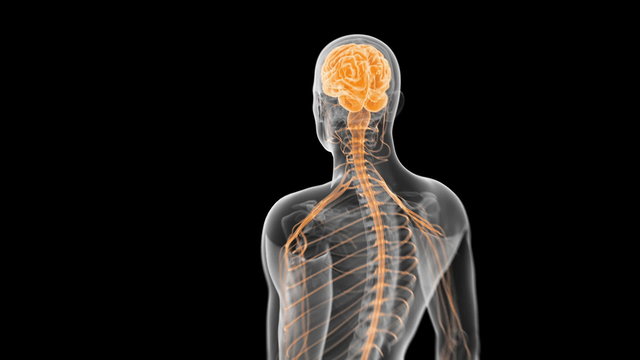 Animation showing the human nerves and brain