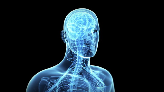 Rotational animaton of the brain and nerves