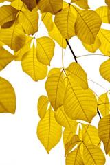 Abstract background of autumn leaves.