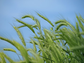 Wheat field against a blue sky