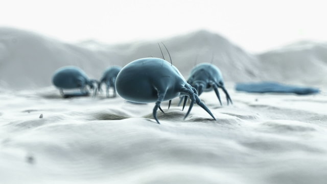 Animation showing some dust mites