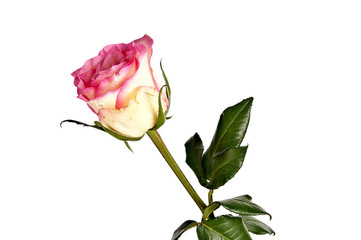 Pink rose with leaves isolated on white background