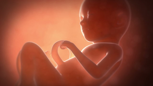 Animation showing a 6 month old fetus