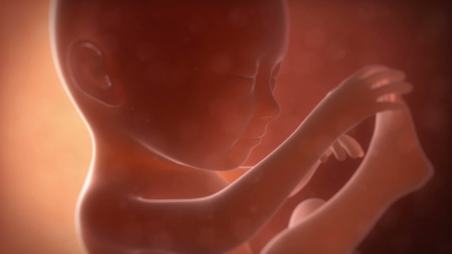 Animation showing a 7 month old fetus