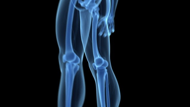 Animation showing the bones of the foot