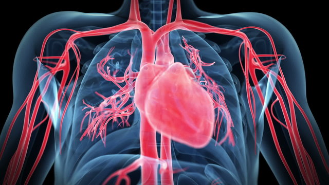 Animation of a healthy beating heart