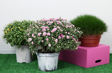 Flowers in pots with boxes on grass on grey background