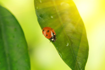Beautiful ladybird on green plant