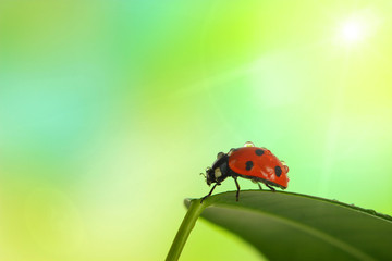 Beautiful ladybird on green leaf