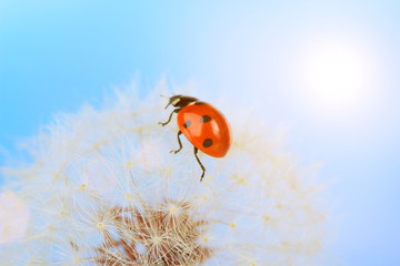 Beautiful ladybird  on dandelion, close up
