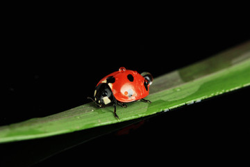 Beautiful ladybird on green grass, isolated on black