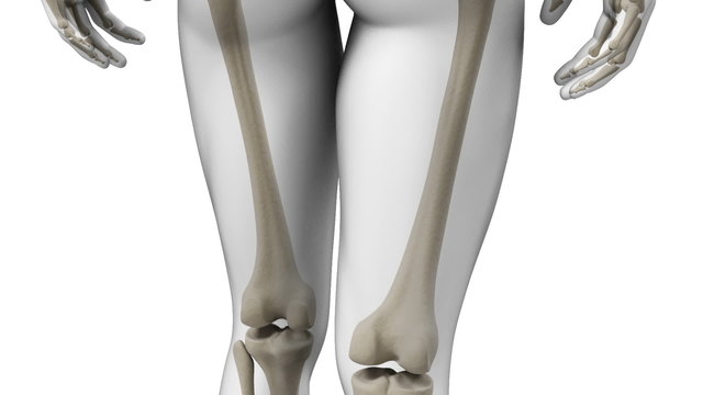 Animation showing the human skeletal system